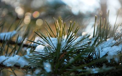 Ferie natalizie? Gestisci le tue email senza pensieri!